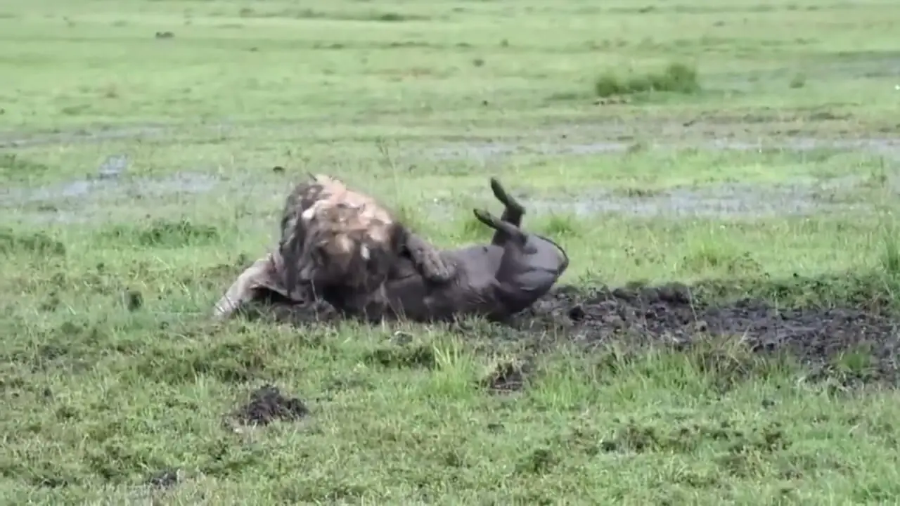 لحظاتی از فیلم تلاش ۷ ساعته شیر برای شکار گراز