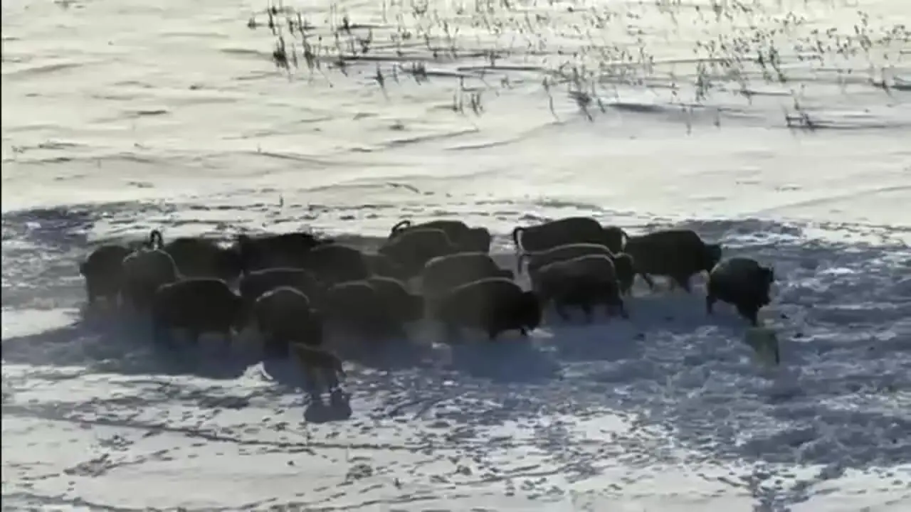 فیلم هیجان انگیز هجوم گرگ‌ها به چراگاه‌های بیسون 