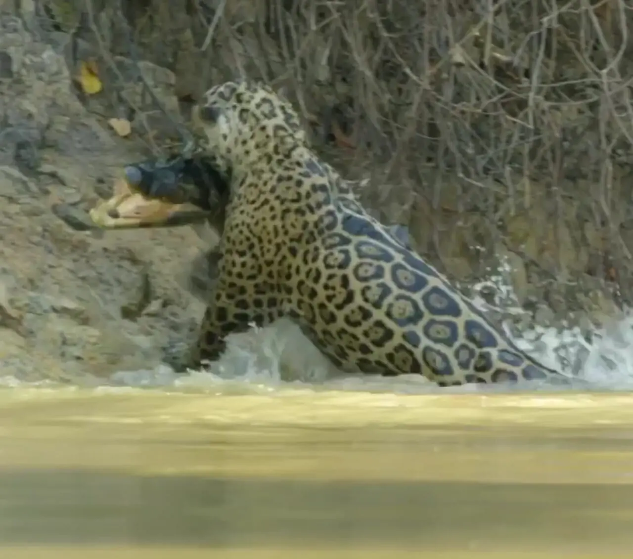 فیلم پر هیجان از شکار تمساح توسط جگوار