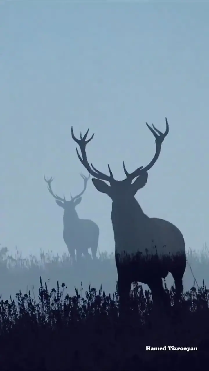 فیلم مرال ، زیبای رعنای جنگلهای هیرکانی شمال ایران