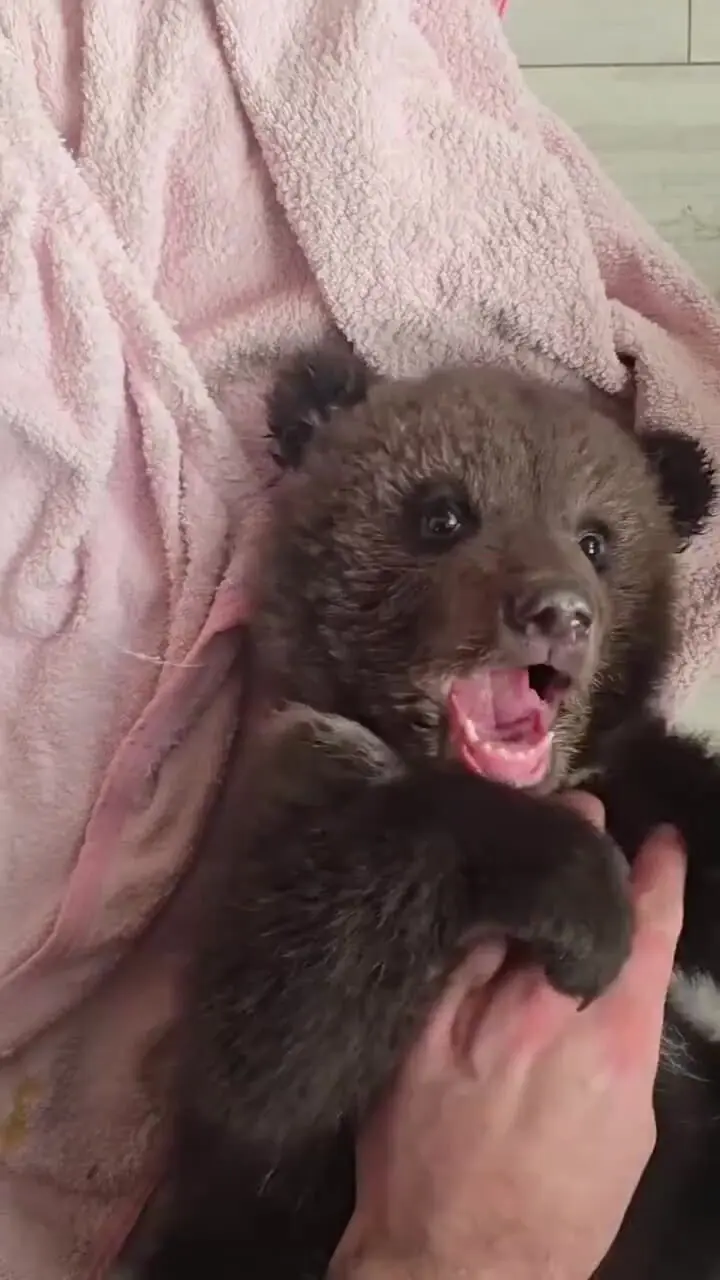 فیلم بازی با توله خرس و لحظه های ناب حیات وحش