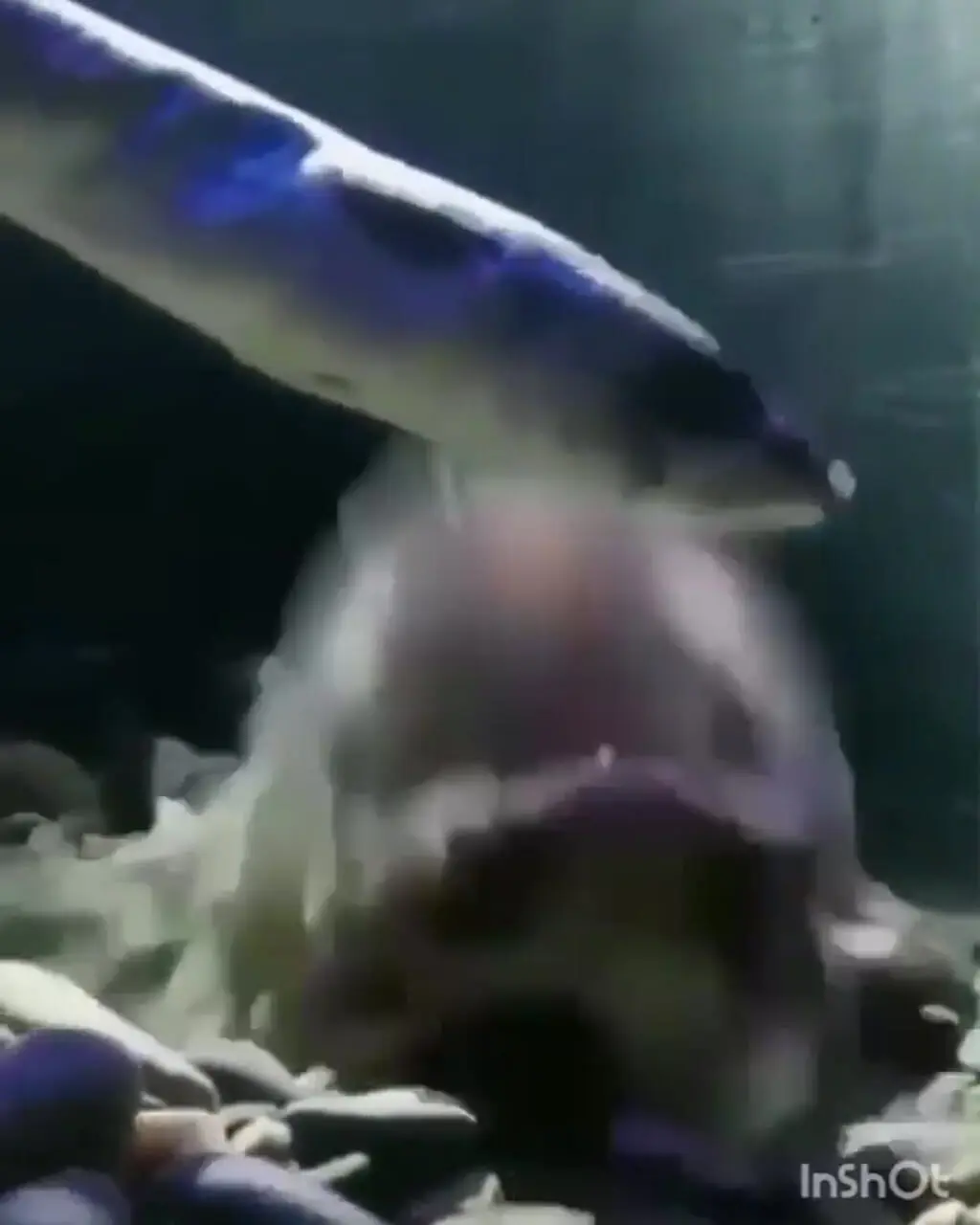 فیلم حرکت جالب ماهی راهب /  شکارچی کمین‌ گر اعماق دریا