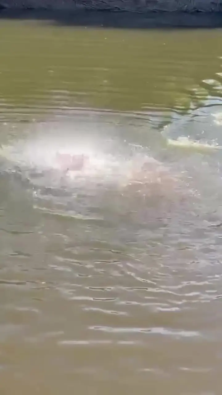 فیلم پرتاب طعمه در دریاچه تمساح ها