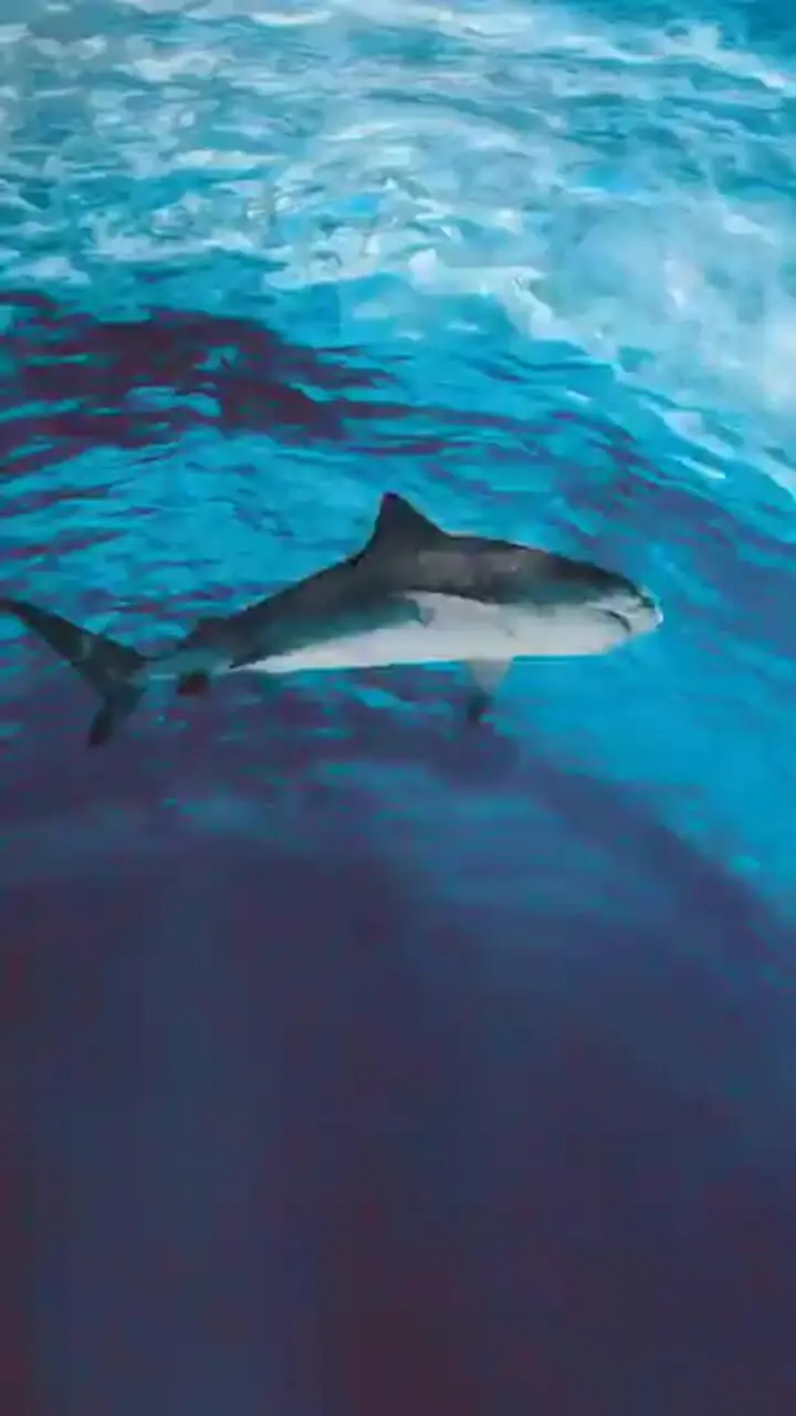 فیلم زندگی در اقیانوس ها / خانه اصلی حیات زمین