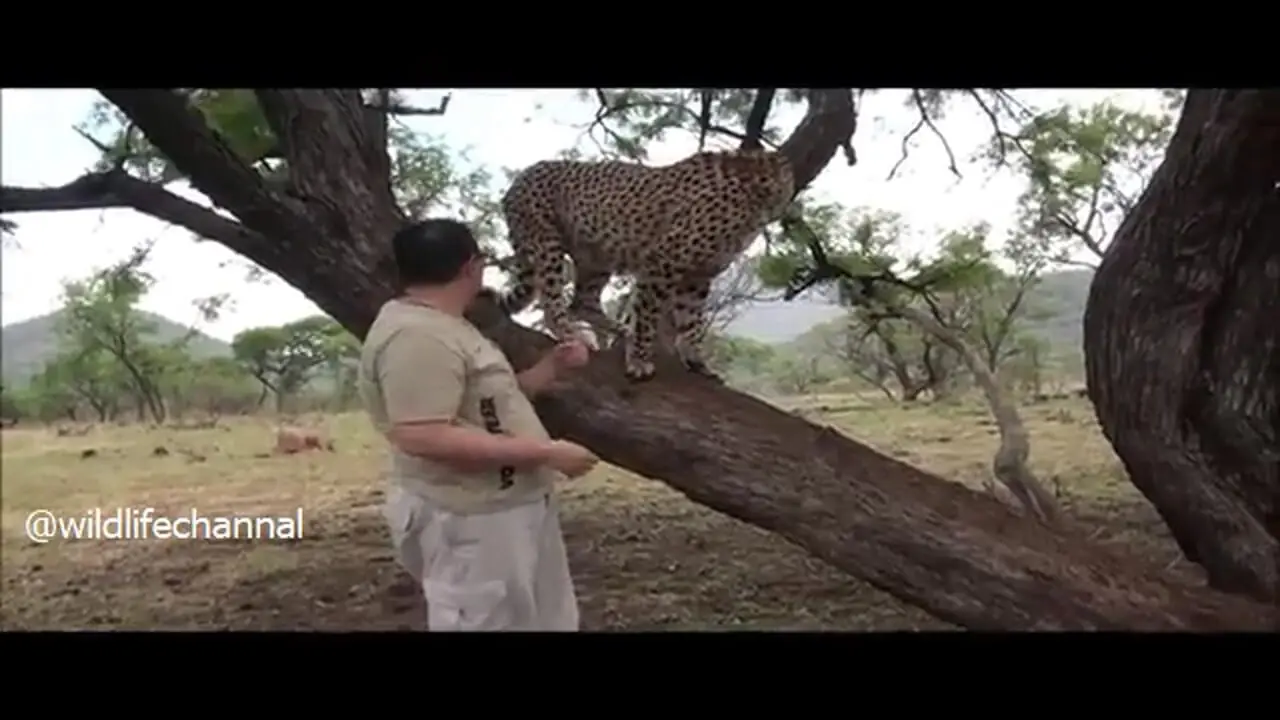 فیلم ثبت یک تجربه مثبت و انسانی با یوزپلنگ / پیام تازه برای حیات‌وحش