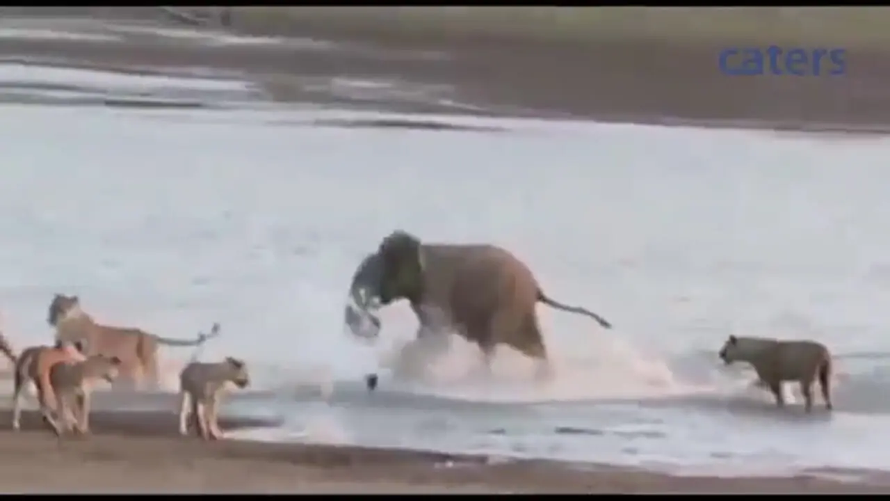 حمله گروهی ۱۴ شیر به یک فیل جوان در حیات‌وحش