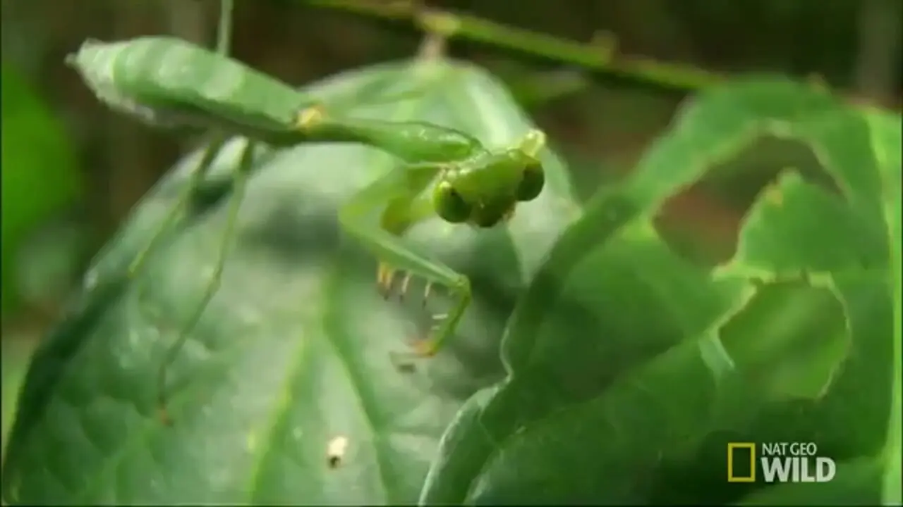 فیلم رقابت بی‌ پایان شکار و شکارچی / چگونه تکامل رمز بقا در طبیعت را رقم می‌زند؟