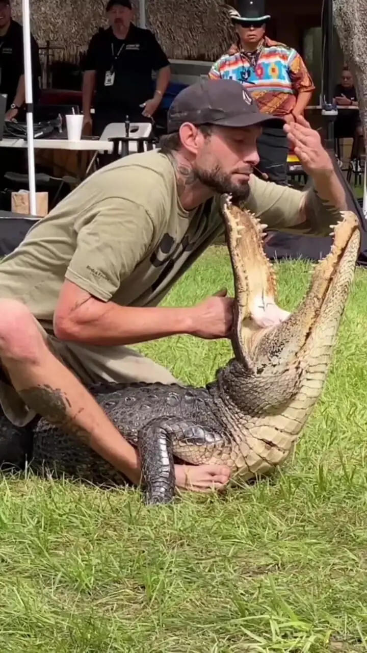 فیلم مربی حیوانات در رویارویی خطرناک با تمساح / بازی با آرواره‌ هایی که مرگبارند