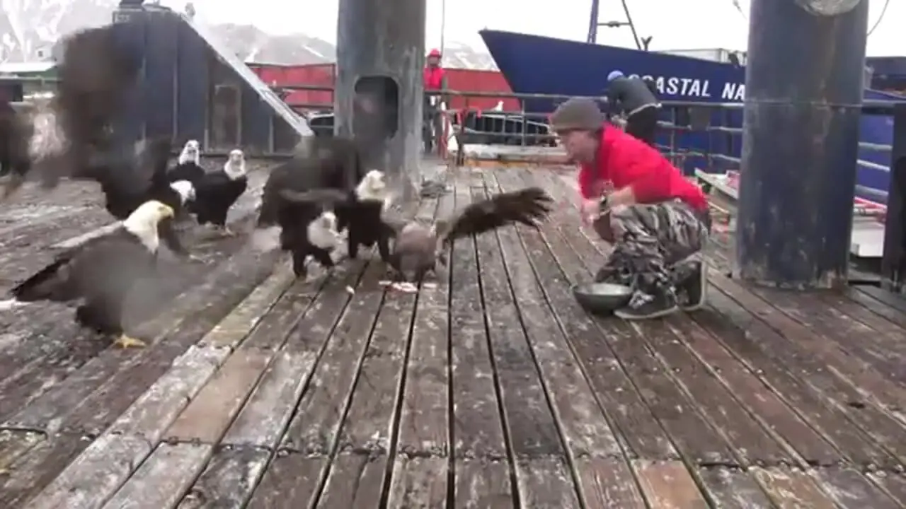 فیلم تجمع عقاب های کله سفید روی قایق ماهیگیری