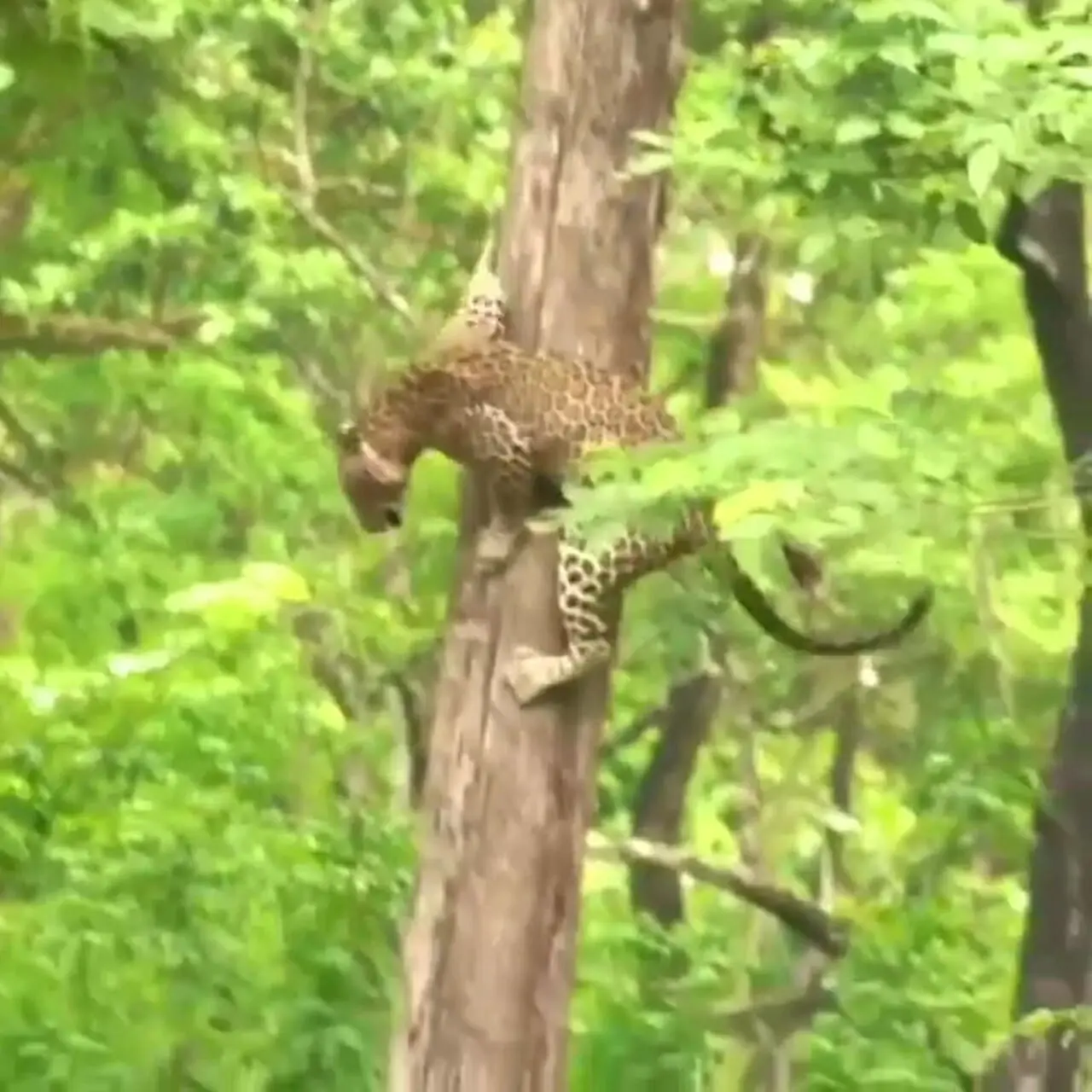 فیلم مهارت دیدنی پلنگ برای پایین آمدن از درخت