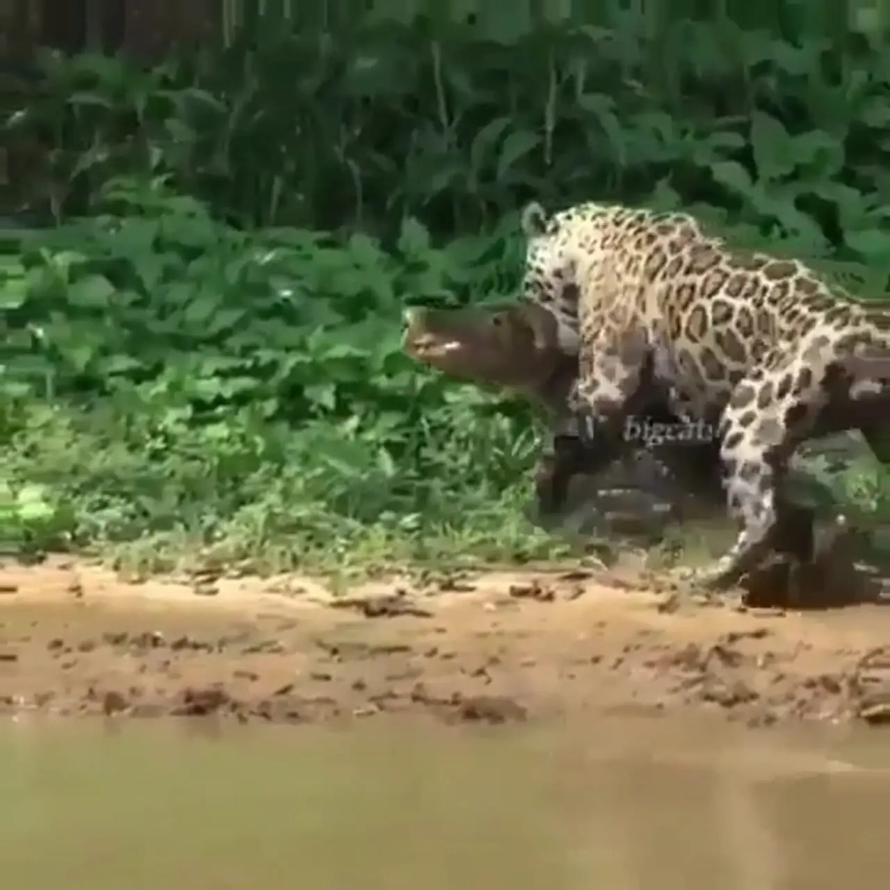 فیلم بیرون کشیدن تمساح از آب توسط جگوار