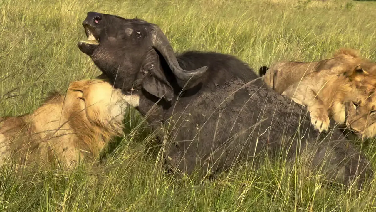 فیلم شکار شدن بوفالو توسط شیرها