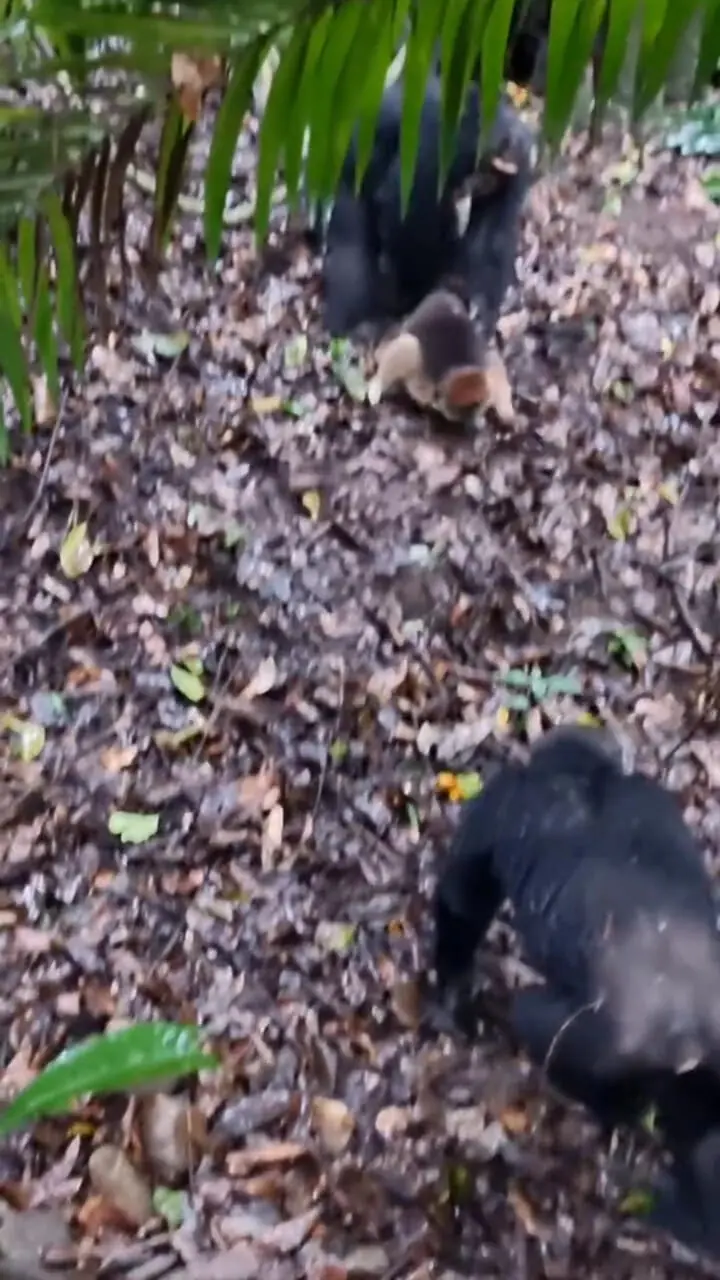 فیلم برخورد خشن شامپانزه ها با یک میمون