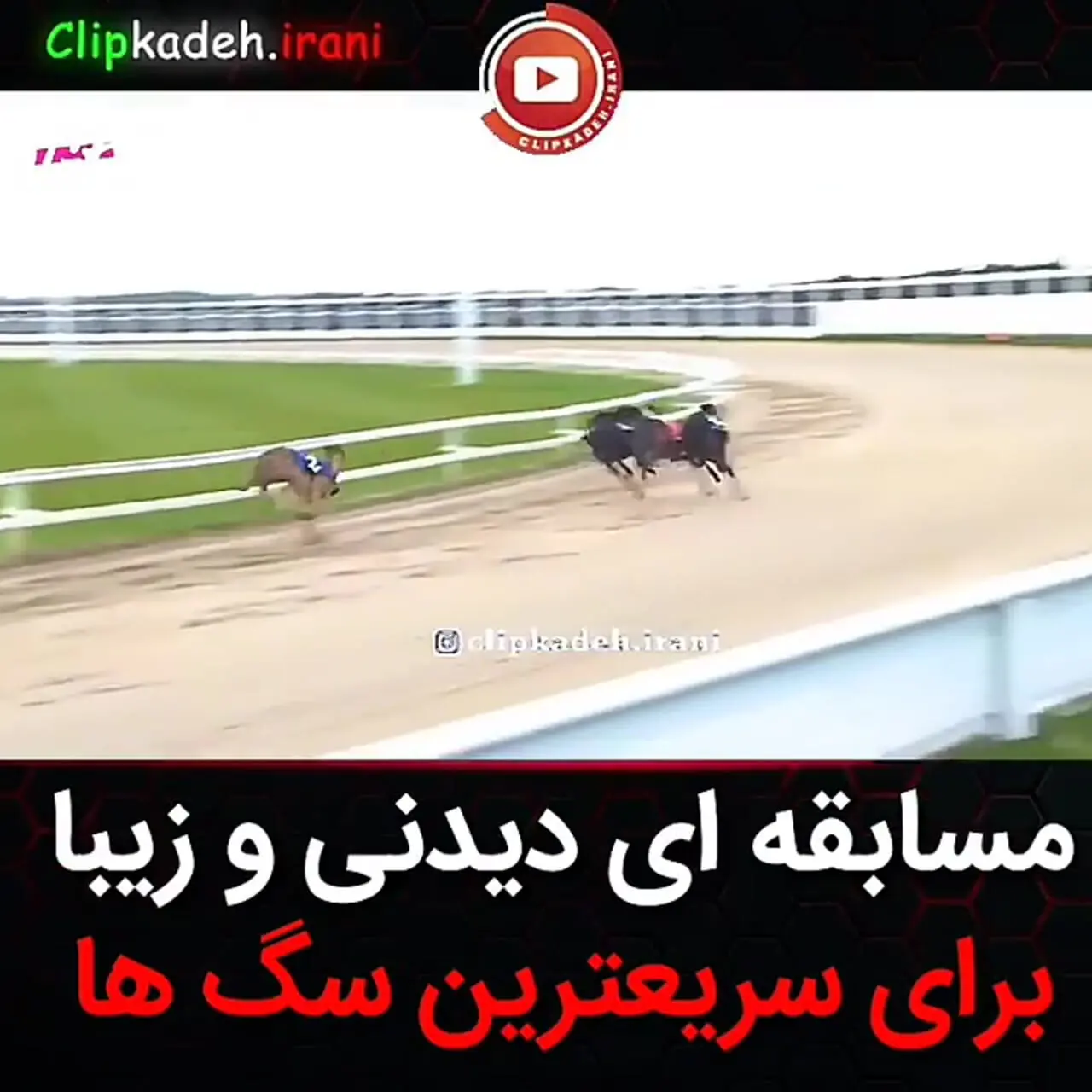 فیلم رقابت هیجان انگیز سگ های شکاری