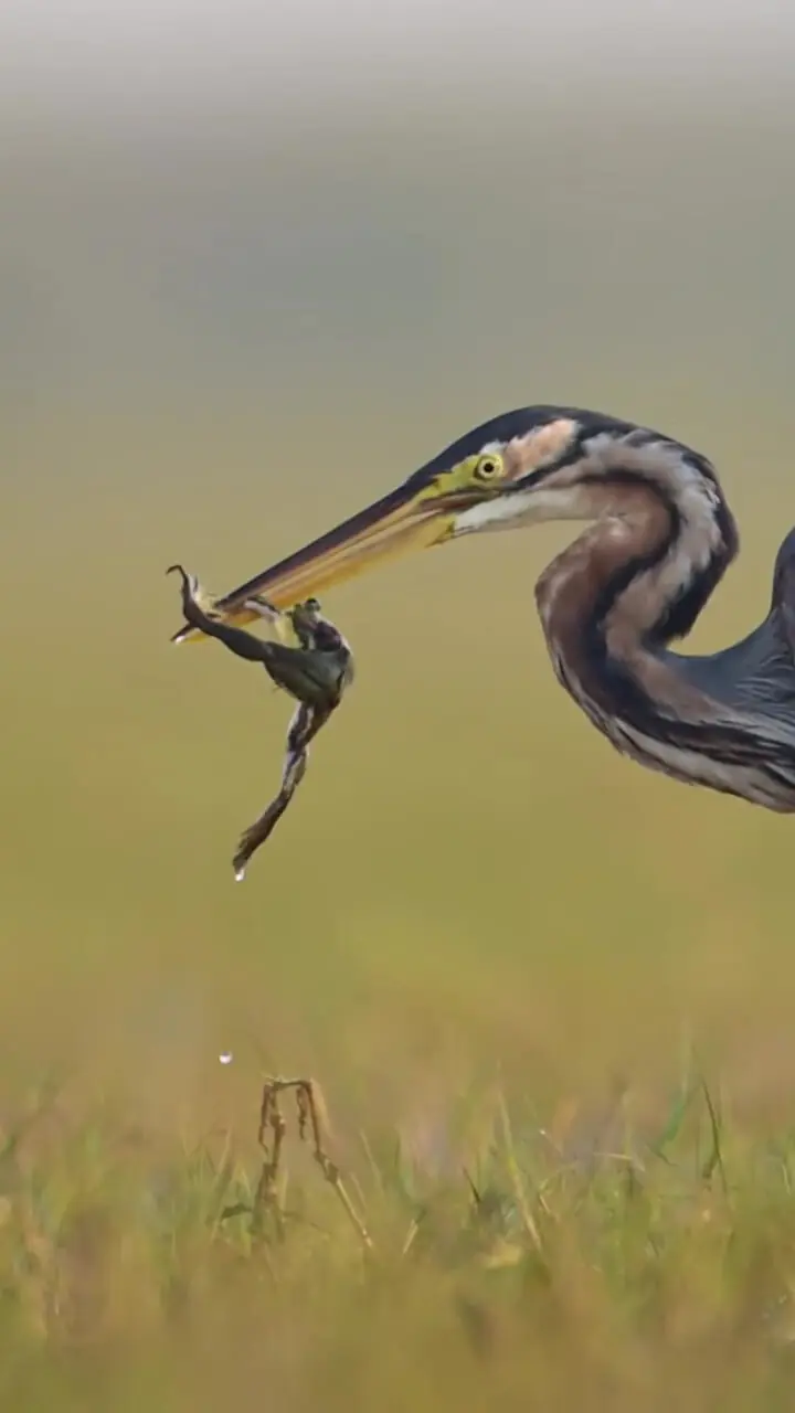 فیلم لحظه شکار قورباغه توسط حواصیل