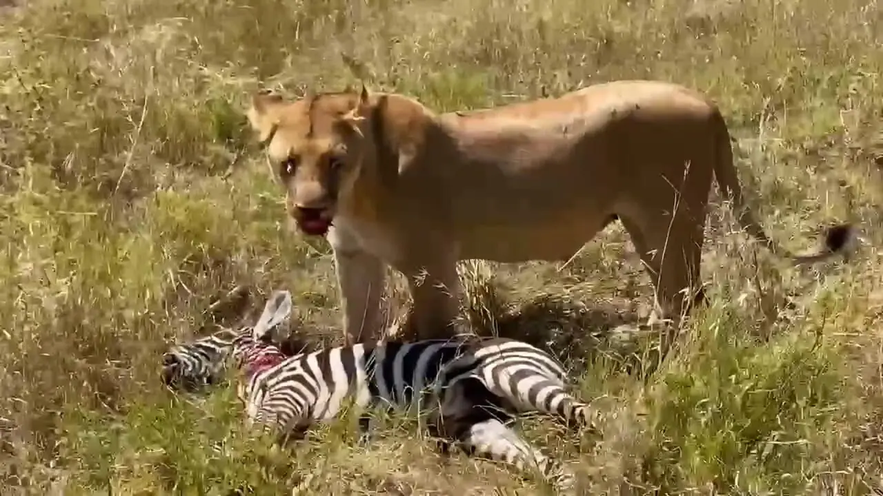 فیلم شکار گورخر توسط شیر