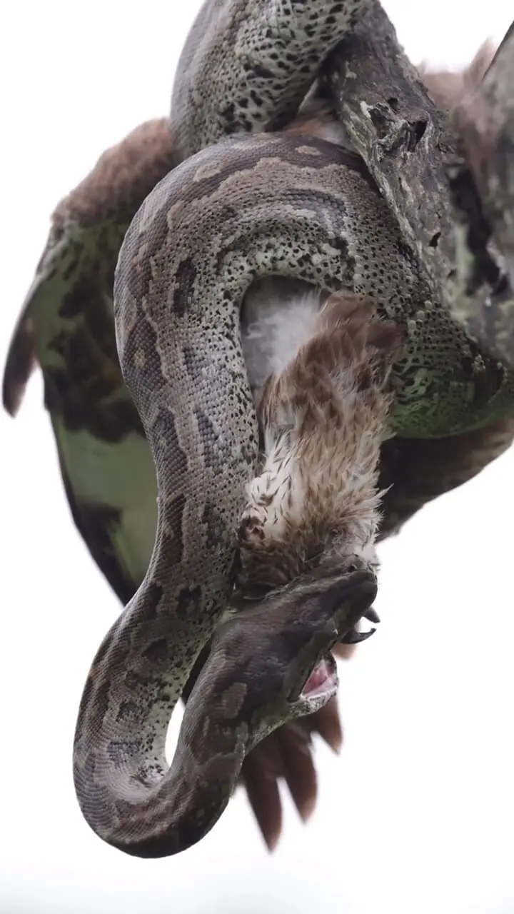 فیلم آغوش مرگبار مار به دور پرنده