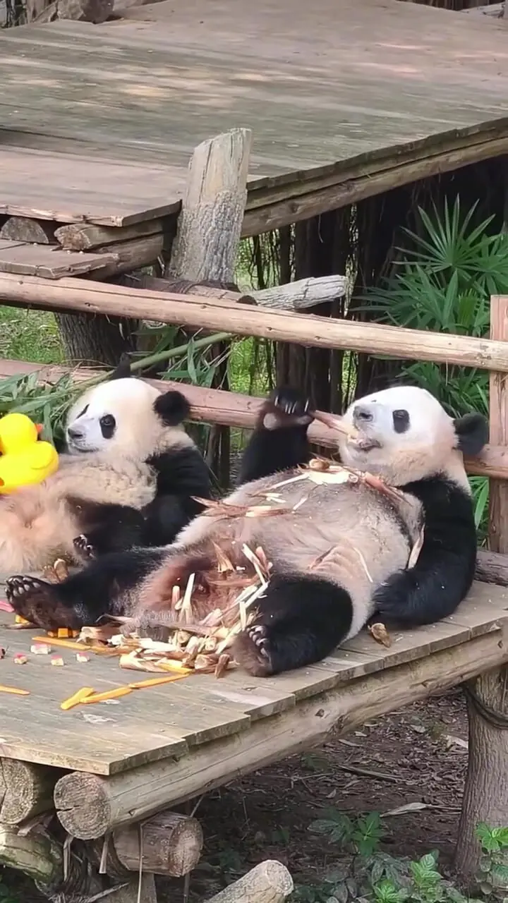 فیلم استراحت دیدنی دو پاندا در باغ وحش