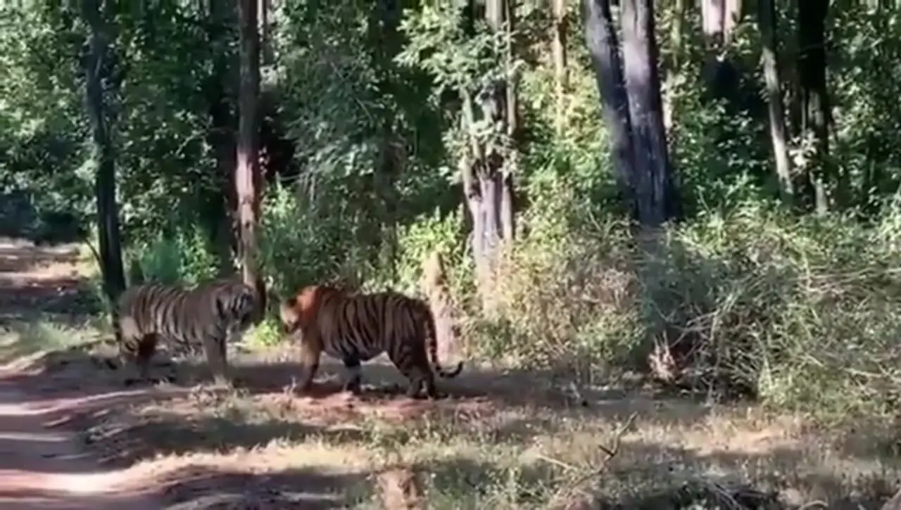 فیلم شاخ و شانه کشیدن دو ببر با غرش وحشتناک