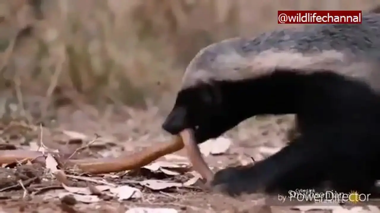 فیلم شکار مار توسط گورکن عسلی