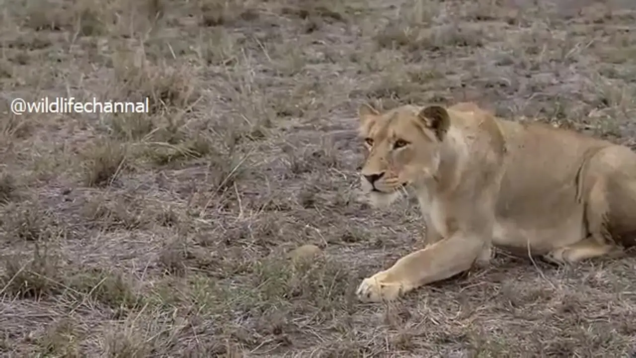 فیلم تغییر مسیر شیرها هنگام مواجهه با فیل جوان