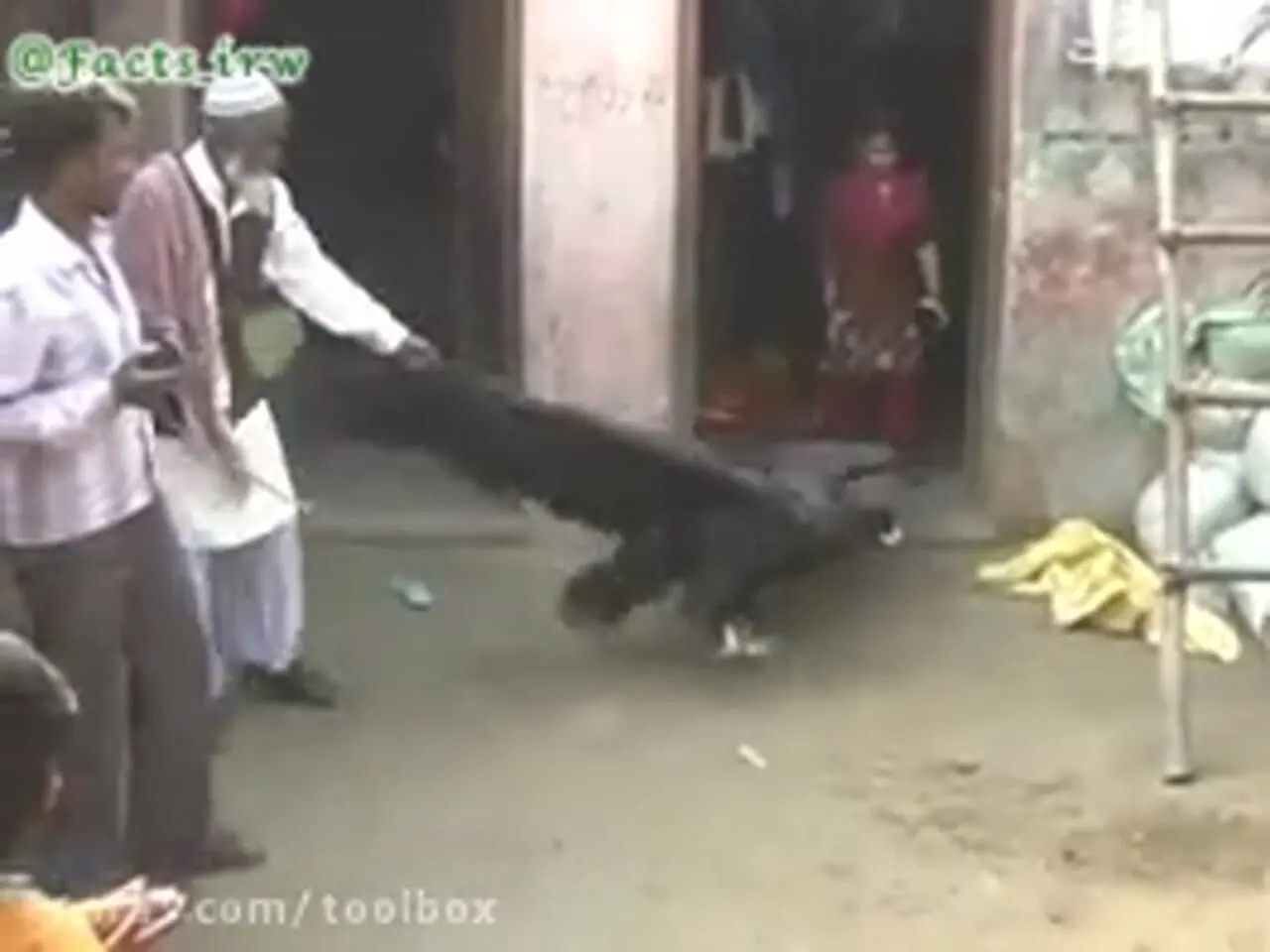 فیلم کرکس غول پیکر با بال هایی بیش از ۴ متر