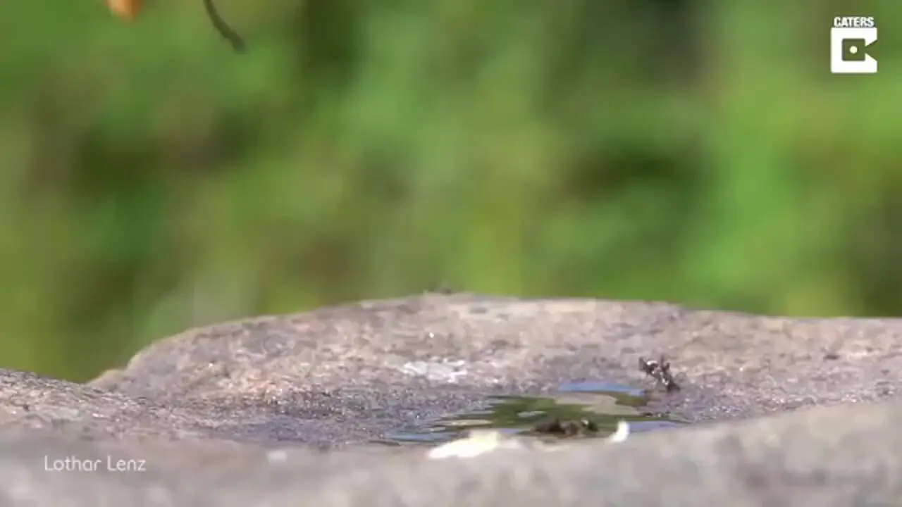 فیلم حمله زنبور غول پیکر به گروهی از زنبورها