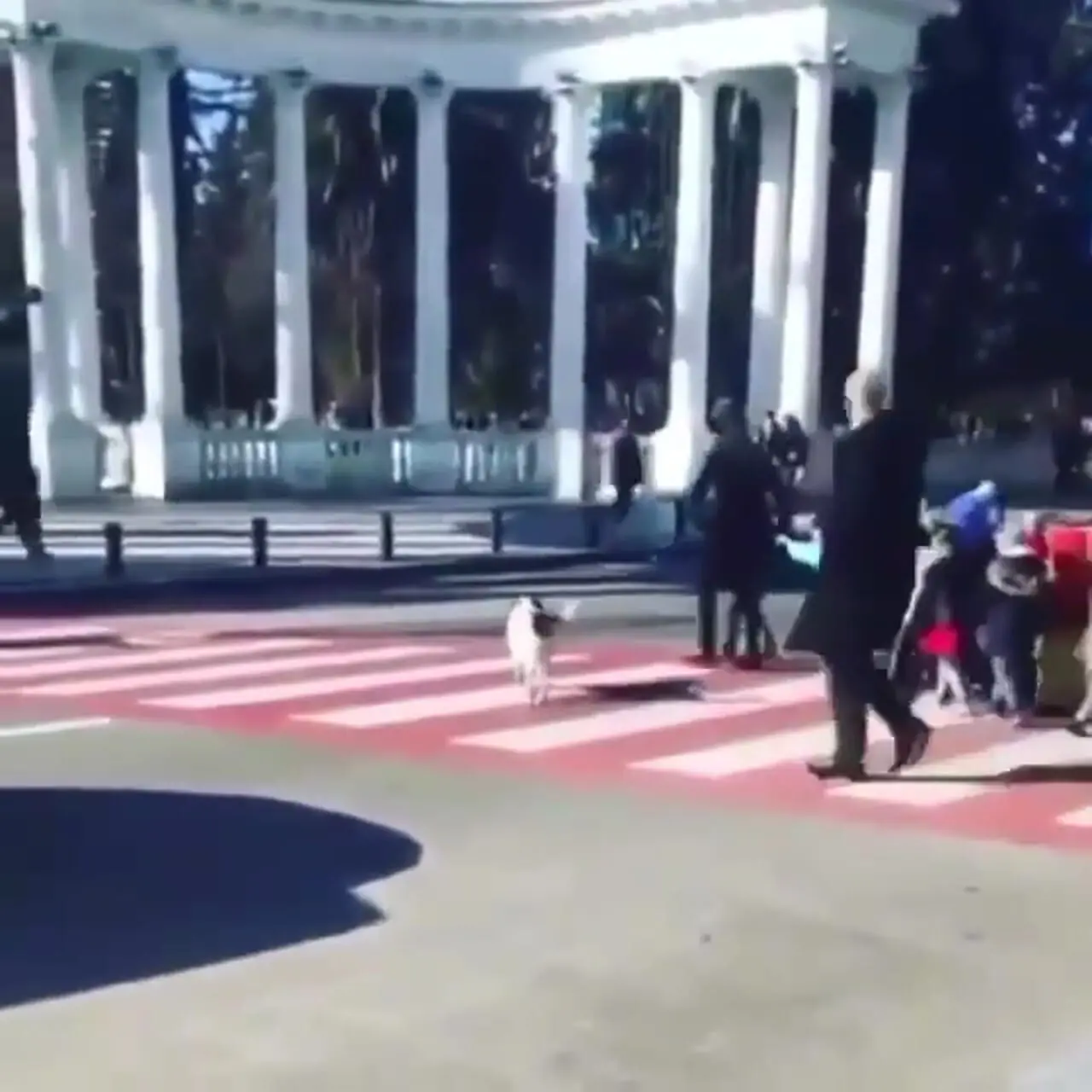 فیلم کمک دیدنی یک سگ به کودکان برای عبور از خیابان