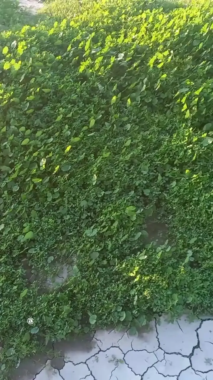 سرسبزی خیره‌ کننده طبیعت بکر مغ احمد در بندرعباس