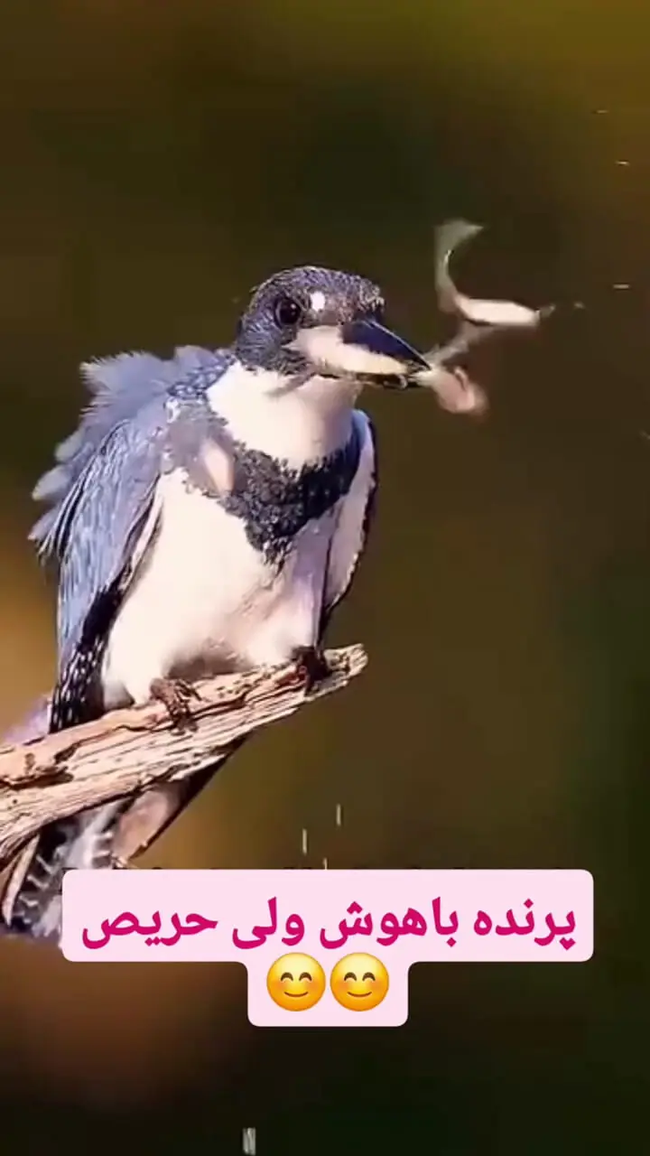 باکلان باهوش پنج ماهی را گرفت /  اما تنها یک ماهی را نگه داشت!