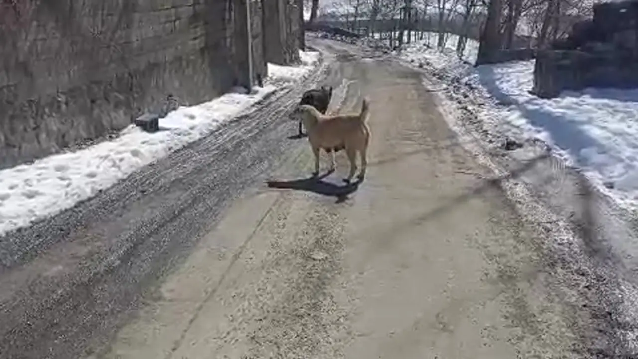 پرسه زدن گرگ در وسط روستای اویزر جاده چالوس
