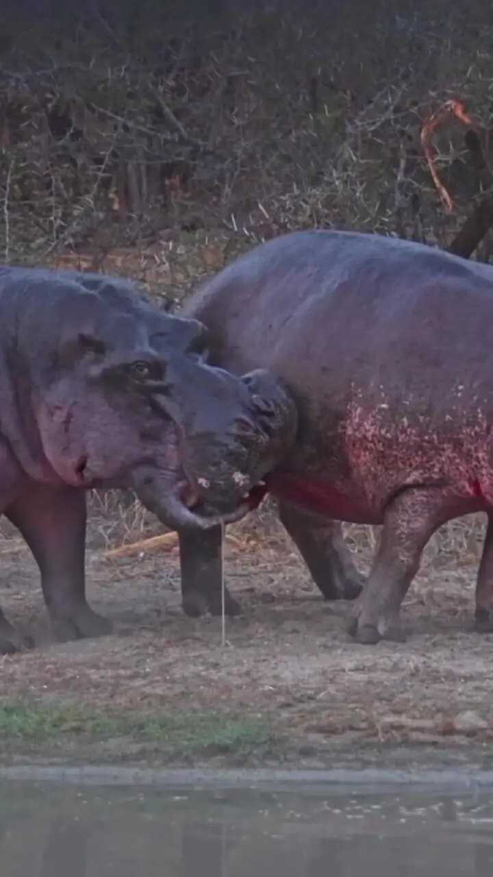 فیلم درگیری خونین اسب های آبی