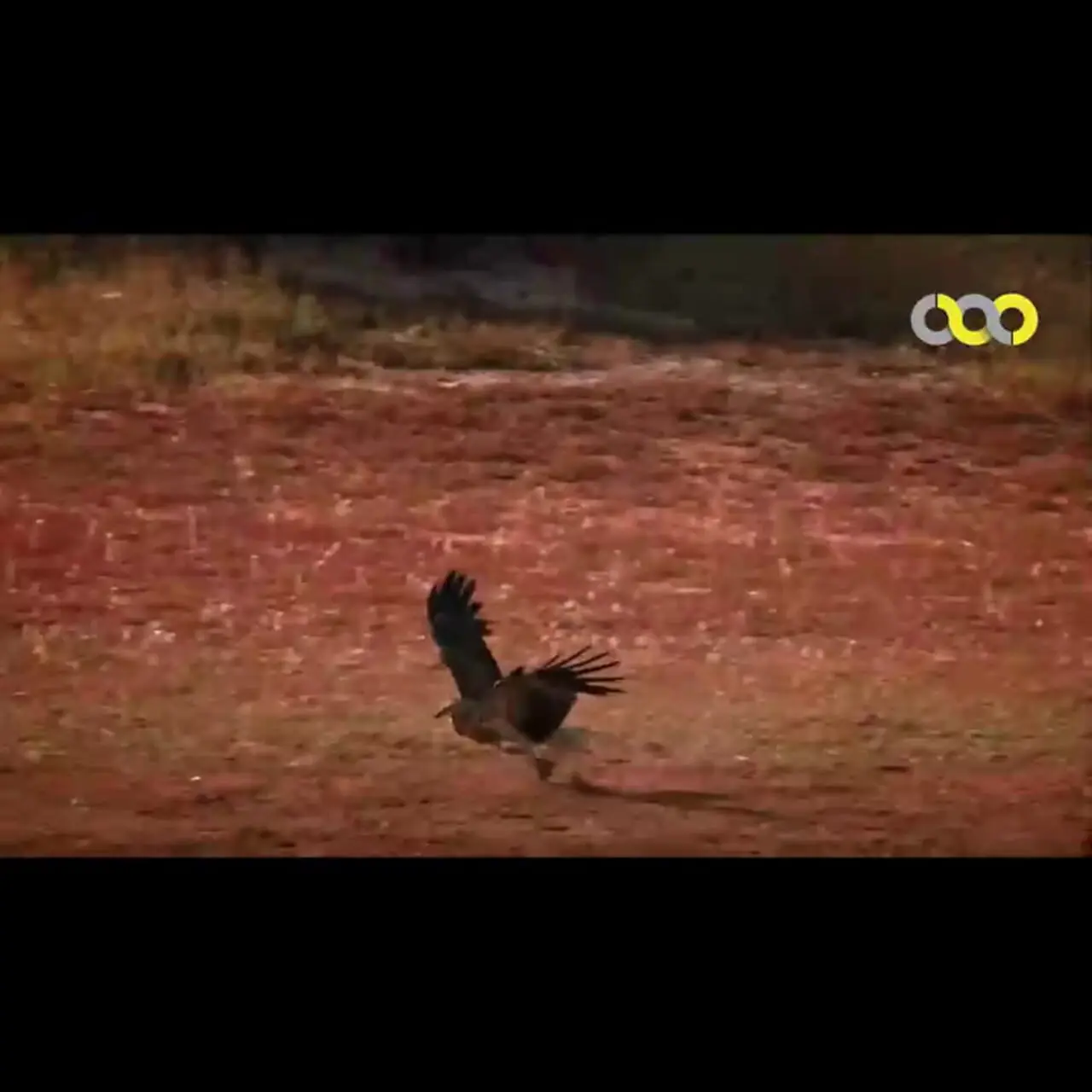 فیلم حمله برق آسای شاهین به گله مرغ عشق