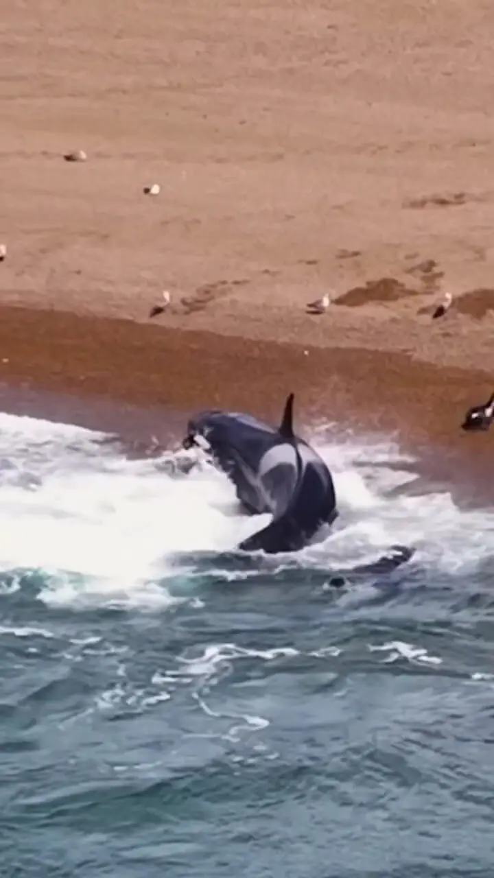 فیلم لحظه حمله مرگبار نهنگ قاتل به فوک