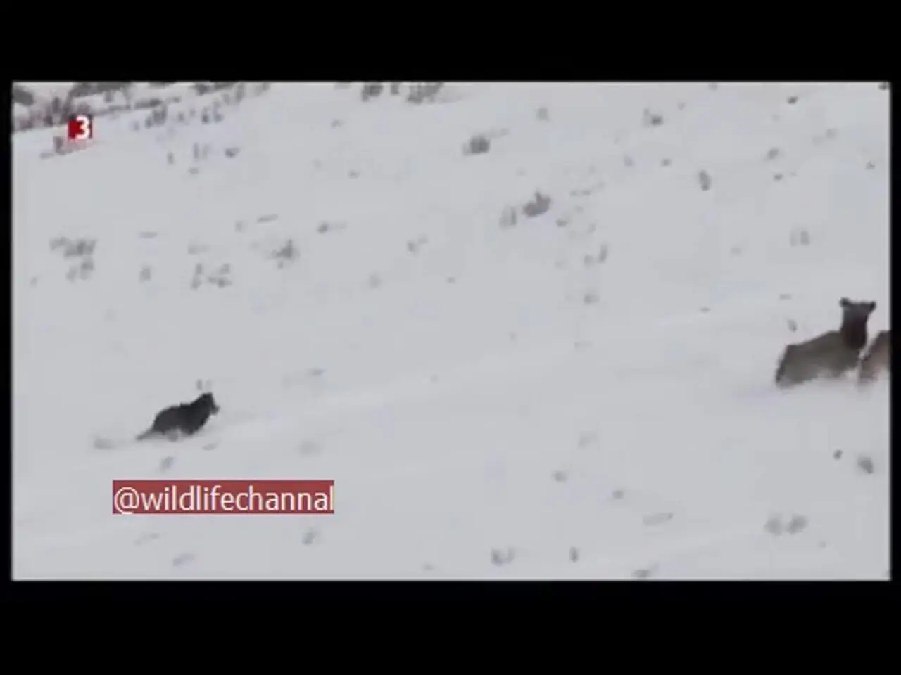 فیلم شکار گوزن توسط گرگ ها