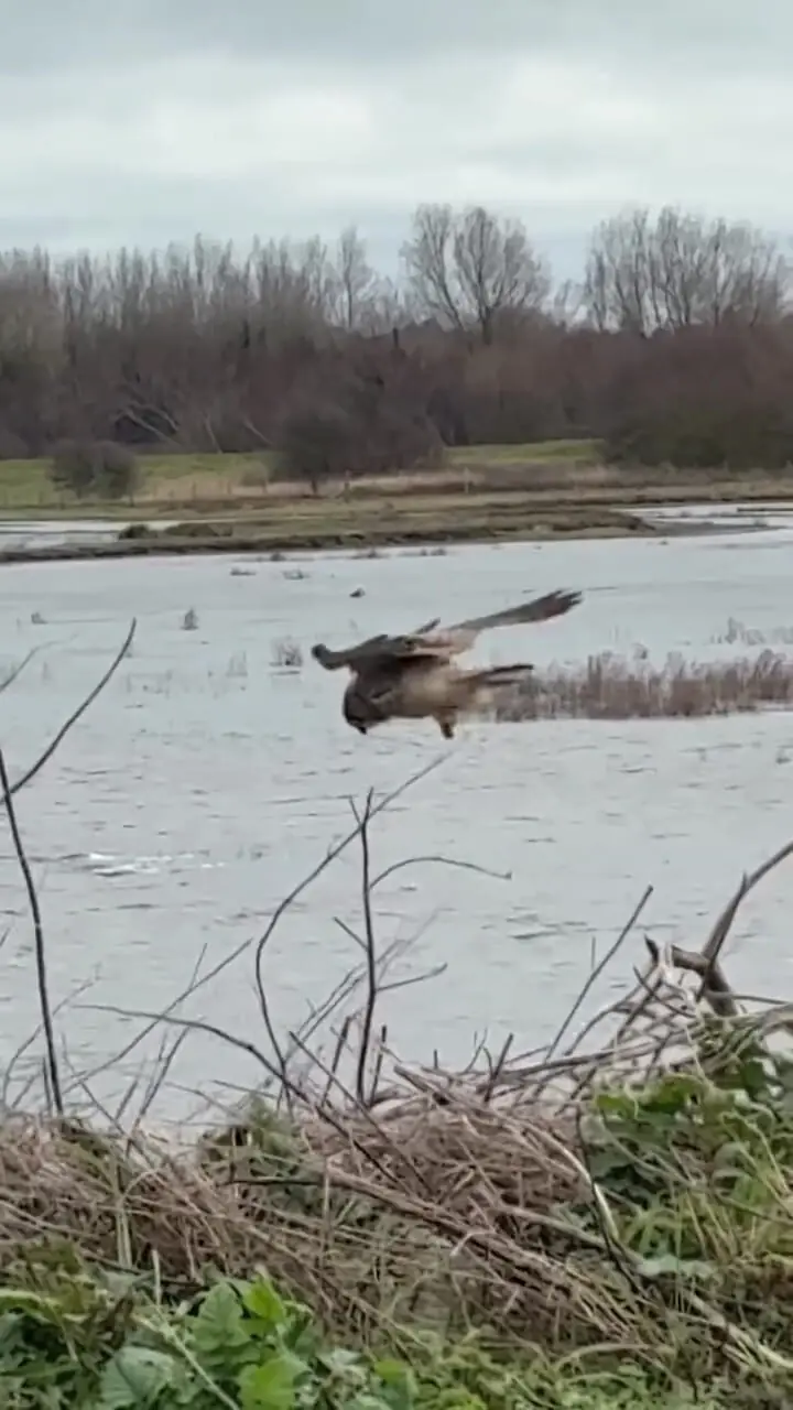 فیلم مهارت خارق العاده دلیجه در شکار طعمه