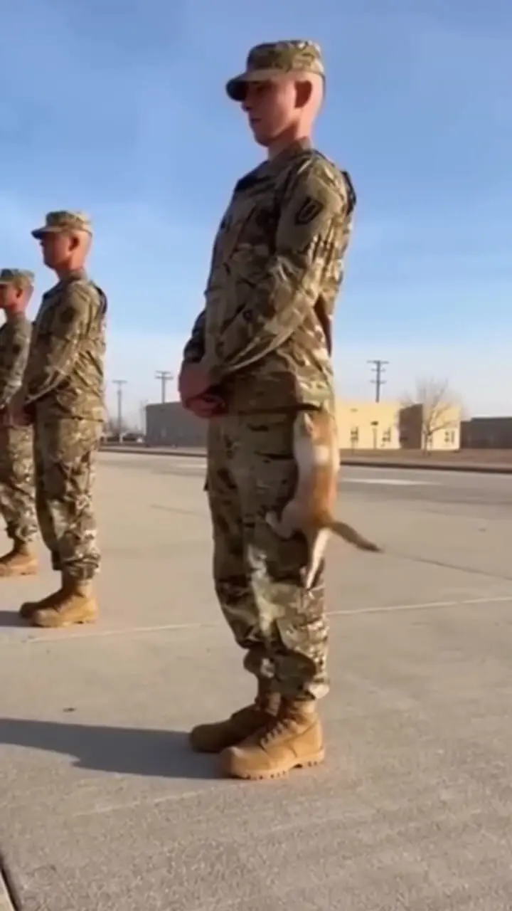 فیلم با مزه بالارفتن بچه گربه از سرباز در پادگان