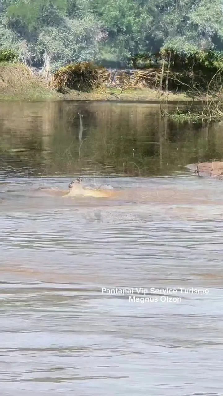 فیلم شکار تماشایی جگوار در طبیعت برزیل