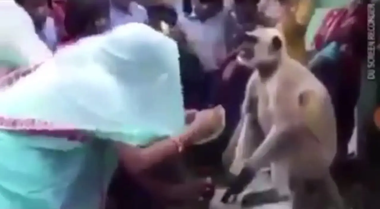 فیلم پرستش یک میمون توسط مردم هند