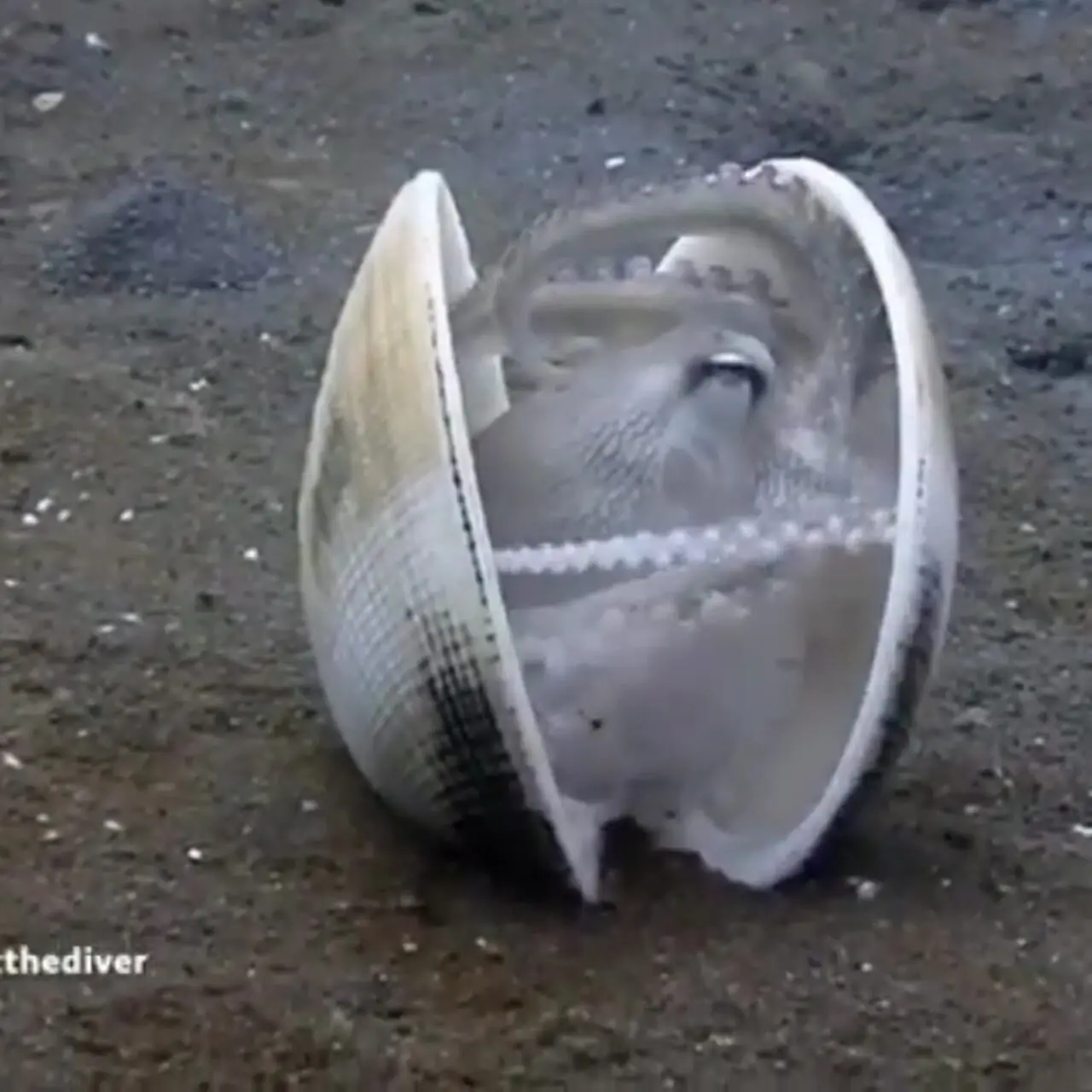 فیلم استفاده اختاپوس از صدف برای استتار