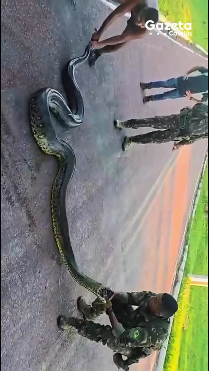 فیلم نجات قهرمانانه سگ از چنگال مار آناکوندا