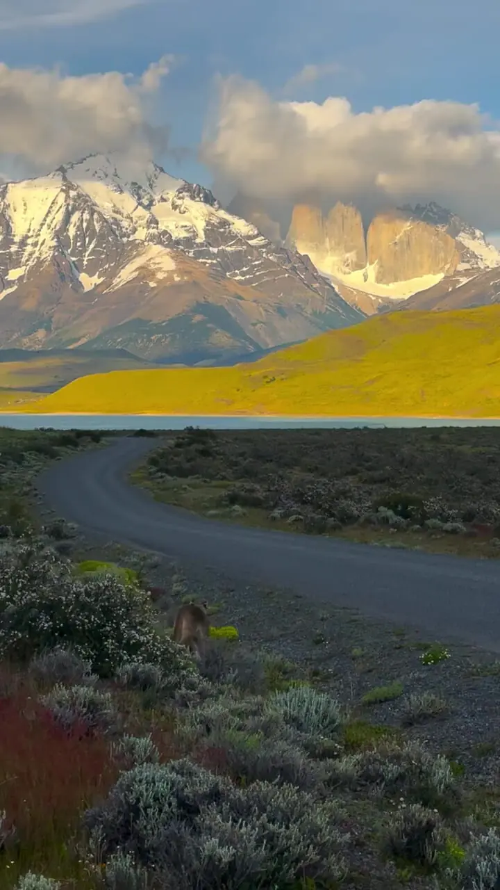 فیلم لحظه ناب حضور پوما در زیستگاه طبیعی