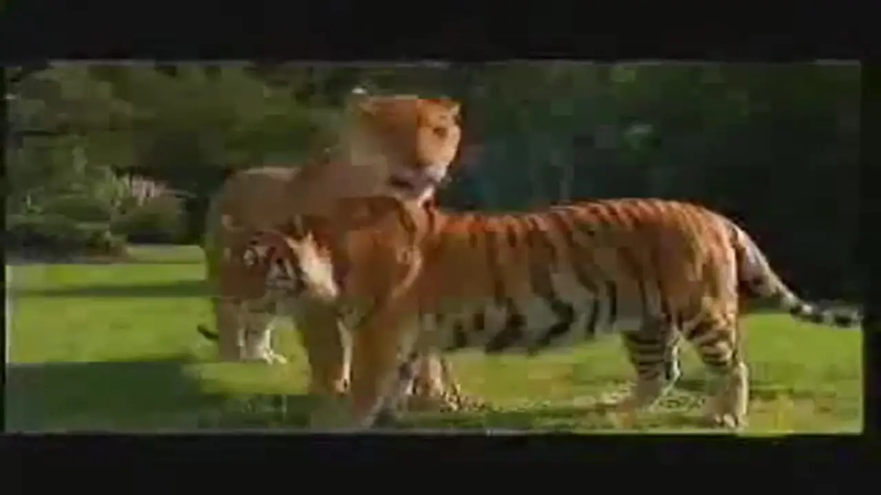 فیلم معرفی لایگر بزرگ ترین گربه سان دورگه