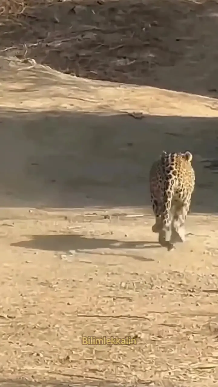 فیلم لحظه تعقیب سگ توسط جگوار