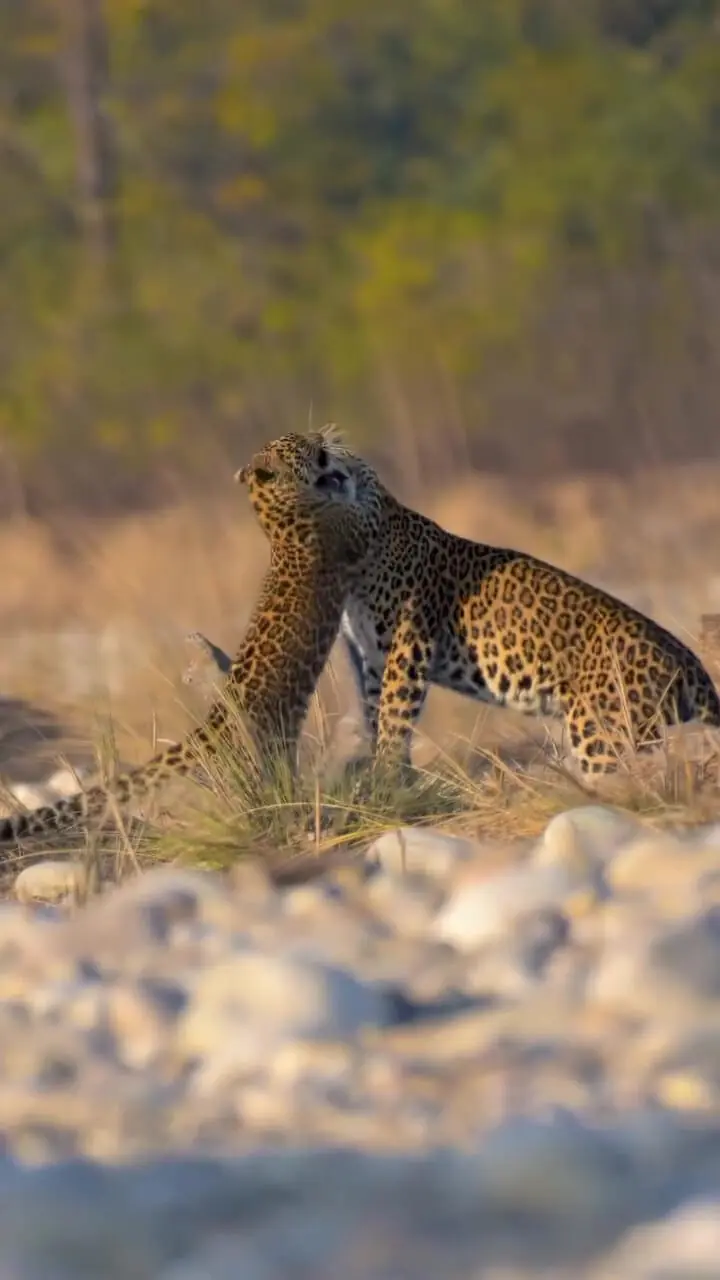 فیلم بازی دیدنی توله جگوار با مادرش