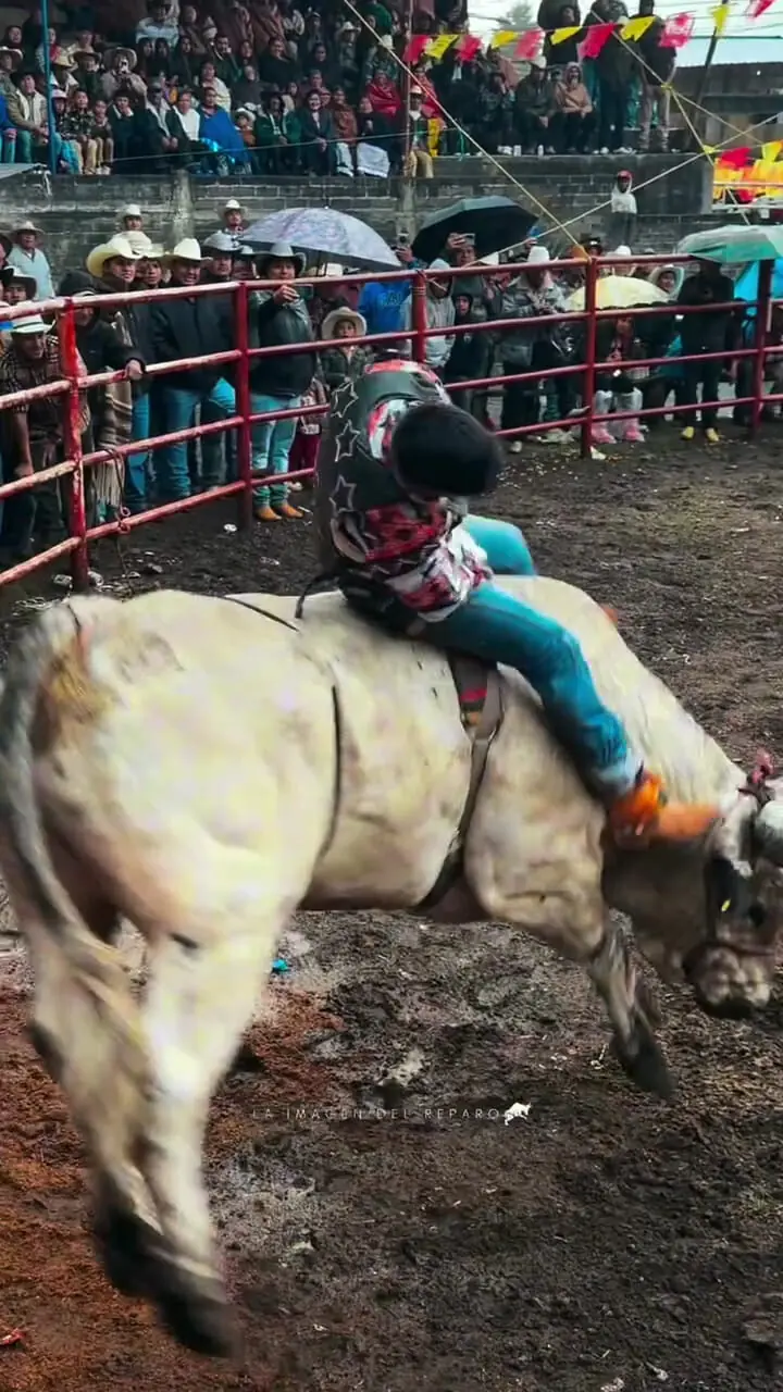 فیلم لحظه مهار گاو توسط گاوباز حرفه ای