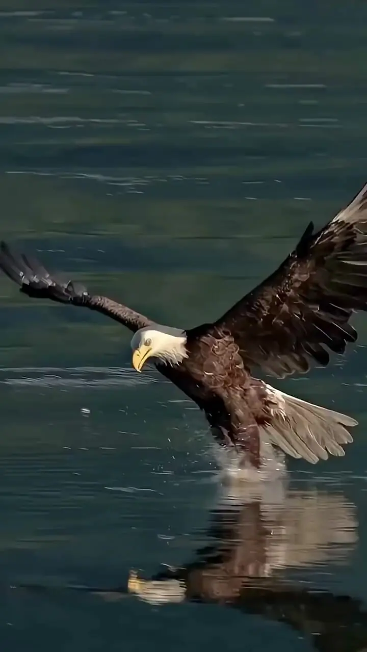 فیلم لحظه بیرون کشیدن ماهی از آب توسط عقاب