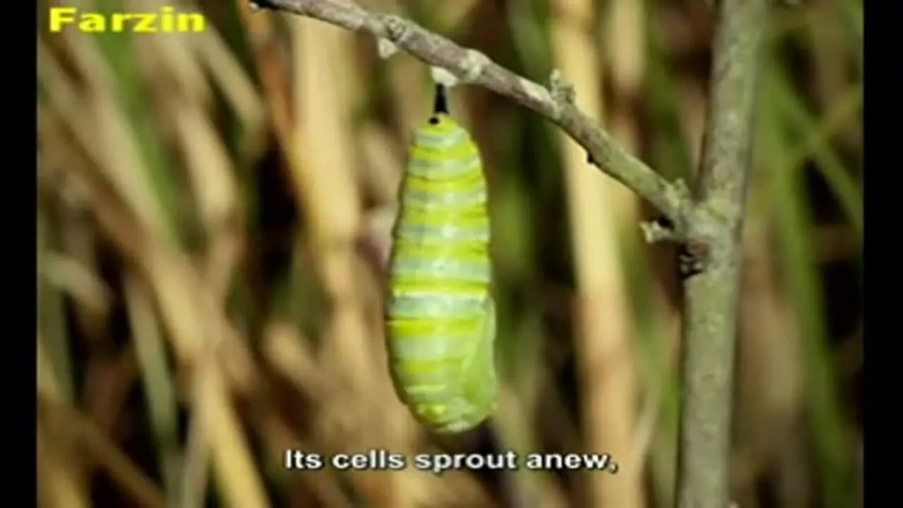 فیلم مراحل تبدیل کرم ابریشم به پروانه