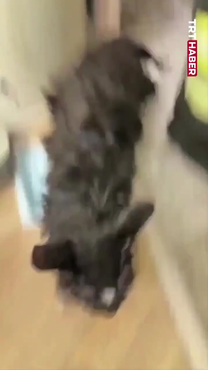 ببینید/ نجات باورنکردنی گربه از داخل ماشین لباسشویی 