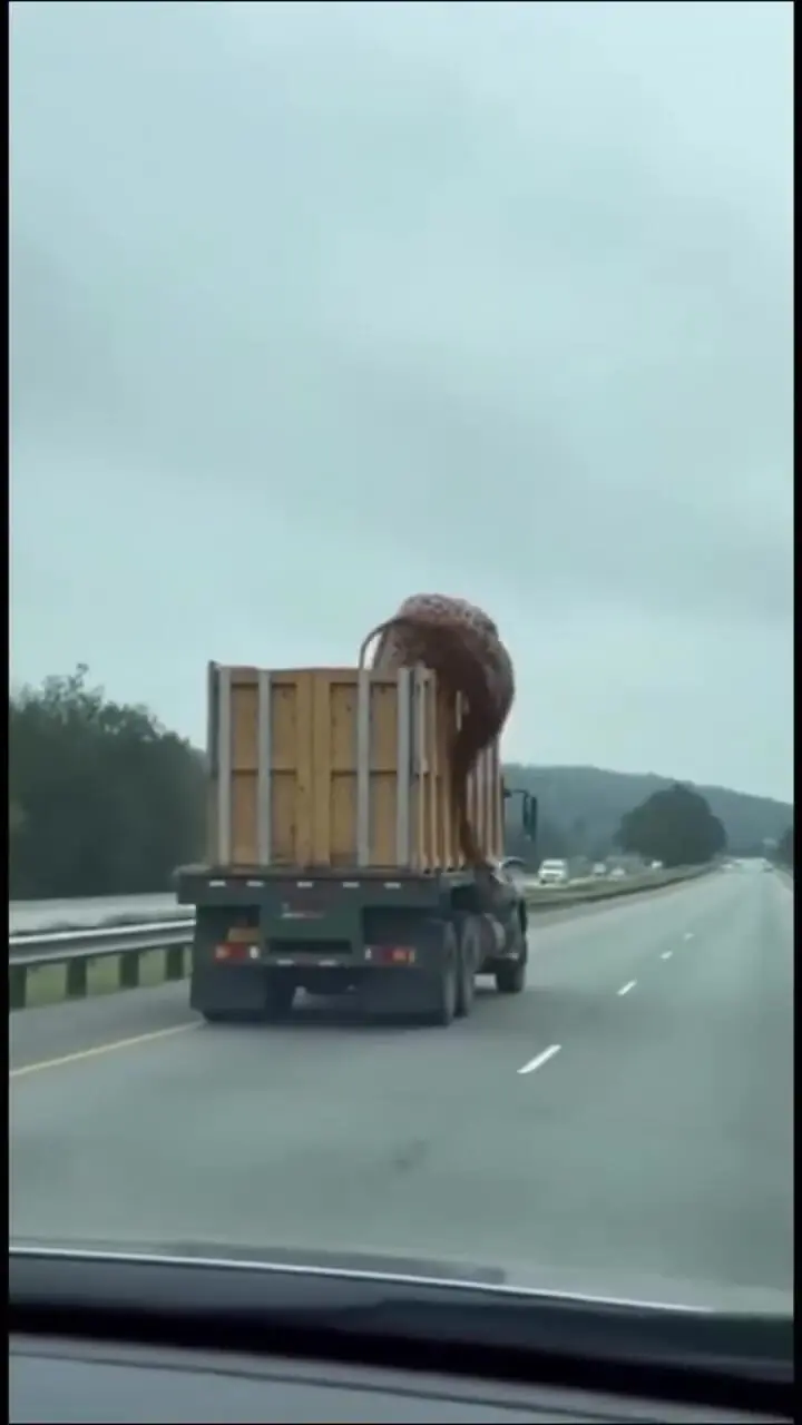 فیلم کامیون و زرافه / ماجرای سقوط میهمان غول‌پیکر وسط خیابان با نگاه هوش مصنوعی 